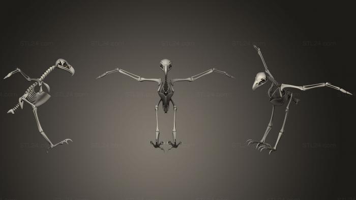 Анатомия скелеты и черепа (Скелет белоголового орлана, ANTM_0261) 3D модель для ЧПУ станка